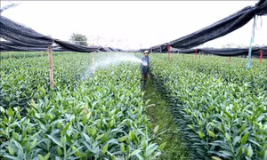 Công nhận 2 huyện Thanh Oai và Phúc Thọ đạt chuẩn nông thôn mới