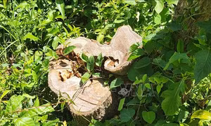 Vụ lấn chiếm đất rừng, phá rừng ở Bình Định: Làm rõ có cán bộ địa phương tham gia hay không