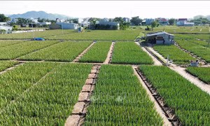 Nhân rộng mô hình nông nghiệp ứng dụng công nghệ cao