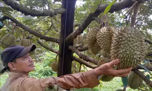 Mưa lớn kéo dài gây thiệt hại cho sầu riêng tại Bình Phước