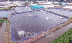 Nguy cơ ô nhiễm môi trường từ nuôi tôm siêu thâm canh