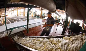 Binh đoàn 15 tích cực tham gia phát triển kinh tế