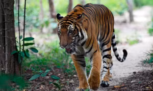 WWF cho rằng loài hổ có thể đã tuyệt chủng tại Lào
