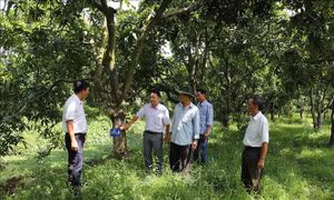 Phát triển hơn 3.300 ha xoài ở vùng kiểm soát lũ đầu nguồn sông Tiền