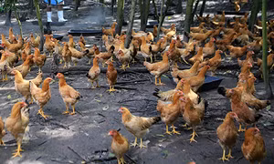 Hải Phòng xuất hiện dịch cúm gia cầm A/H5N6