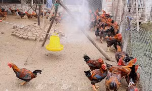 Chủ động ngăn chặn bệnh cúm gia cầm xâm nhập vào Việt Nam, lây nhiễm sang người