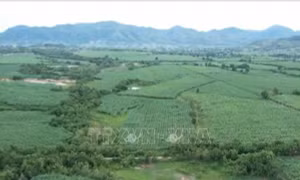 Gia Lai: Hình thành vùng chuyên canh mía quy mô lớn