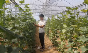 Lưu trữ hồ sơ và áp dụng lịch canh tác trong sản xuất nông nghiệp