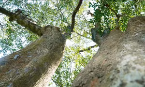 Gìn giữ 'báu vật' của làng
