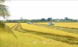 Lúa gạo Việt thành công từ giống tốt
