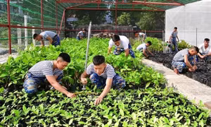 50 năm Giải phóng Trường Sa - Bài cuối: Hành trình phủ xanh Trường Sa