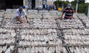 Làng nghề cá khô Vàm Láng nhộn nhịp sản xuất vụ Tết