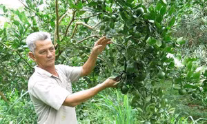 Mô hình trang trại cho doanh thu gần 4 tỷ đồng/năm