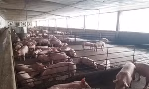 Đồng Nai yêu cầu doanh nghiệp ngưng chăn nuôi tại các cơ sở chưa cấp phép môi trường