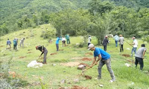 Ninh Thuận phát triển rừng gắn với cải thiện sinh kế cho người dân