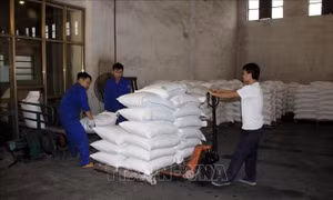 Không tổ chức Phiên đấu giá hạn ngạch thuế quan nhập khẩu đường năm 2020