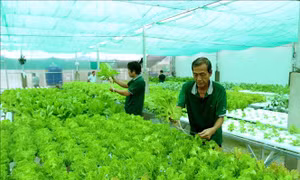 Định hướng của thị trường các mô hình kinh tế tập thể 
