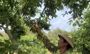 Trồng mận rải vụ mang lại hiệu quả kinh tế cao cho người dân Sơn La