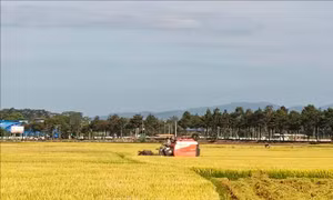 Giá lúa Đông Xuân giảm mạnh