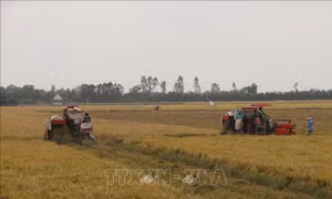 Thu hoạch dứt điểm lúa Xuân Hè để tránh nguy cơ mưa bão 