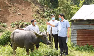 Ngăn chặn dịch bệnh trên đàn gia súc