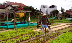 Quảng Nam: Làng rau truyền thống Trà Quế thu lãi gần 9 tỷ đồng/năm