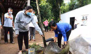 Phát động chiến dịch muỗi và lăng quăng phòng, chống sốt xuất huyết