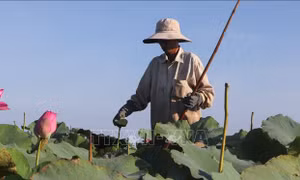 Sinh kế mới ở 'Lung trời'