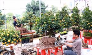 Quất tiểu cảnh 'hút' người chơi Tết