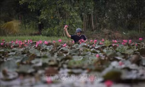 Hái hoa súng mưu sinh ven sông Vàm Cỏ Đông