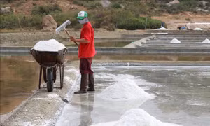 Muối được mùa, được giá ở Ninh Thuận