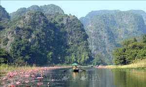 Nao lòng vẻ đẹp mùa hoa súng ở Ninh Bình