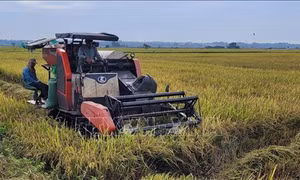 Giá lúa vụ Mùa tăng, nông dân có lãi