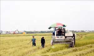 Ứng phó bão số 9: Quảng Trị khẩn trương thu hoạch lúa theo phương châm 'xanh nhà hơn già đồng'