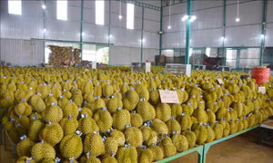 Tháo gỡ khó khăn trước thềm vụ thu hoạch sầu riêng
