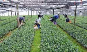 Ban hành Quy chế hoạt động của Khu nông nghiệp công nghệ cao Thái Nguyên