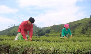 Lai Châu chú trọng phát triển nông nghiệp bền vững