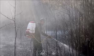 Cảnh báo nguy cơ cháy rừng ở cấp cao tại Kiên Giang