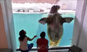 Công viên động vật hoang dã Pairi Daiza bảo vệ đa dạng sinh học