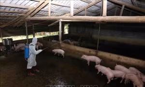 Hưng Yên xử lý dứt điểm các ổ dịch tả lợn châu Phi