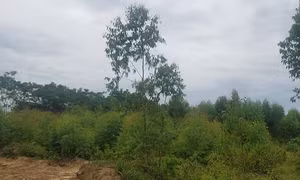 Hơn 10 năm chờ dự án treo, người dân mong muốn được ổn định chỗ ở 