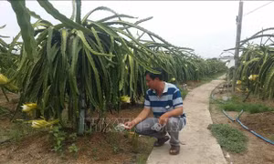Long An phát triển nông nghiệp ứng dụng công nghệ cao