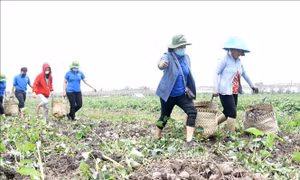 Tìm hướng đi lâu dài cho khoai lang tím Vĩnh Long