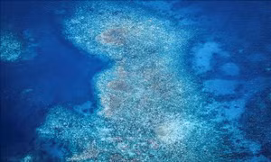 Gió là tác nhân chính gây ra hiện tượng tẩy trắng san hô tại Great Barrier