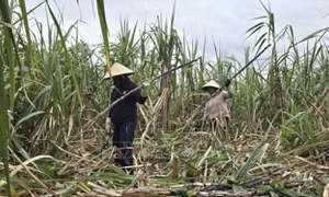 Giữ 'vị ngọt' cho mía đường - Bài 1: Niềm vui chưa trọn vẹn
