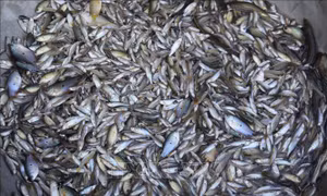 Người dân đầu nguồn đón lũ muộn