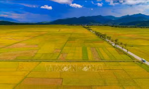 Chiêm ngưỡng cánh đồng lúa lớn nhất Tây Bắc