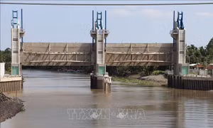 Tiền Giang: Vận hành cống ngăn mặn, bảo vệ các vùng sản xuất trọng điểm