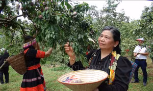 Rộn ràng Ngày hội hái quả vùng mận Mộc Châu
