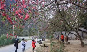 Lễ hội hoa đào trên Cao nguyên đá Đồng Văn